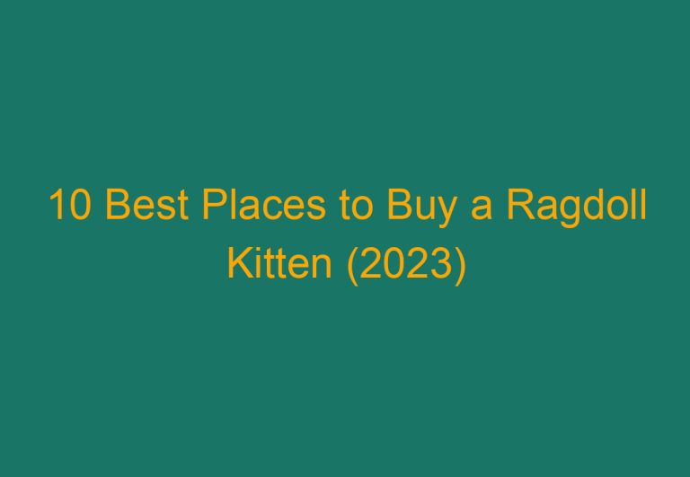 10 Best Places to Buy a Ragdoll Kitten (2023)