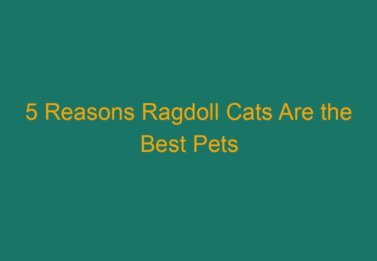 5 Reasons Ragdoll Cats Are the Best Pets