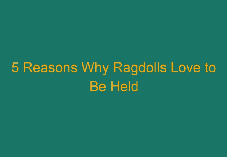 5 Reasons Why Ragdolls Love to Be Held