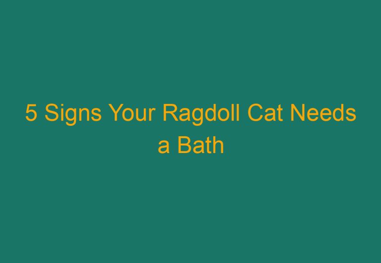 5 Signs Your Ragdoll Cat Needs a Bath