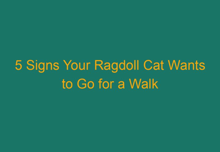 5 Signs Your Ragdoll Cat Wants to Go for a Walk