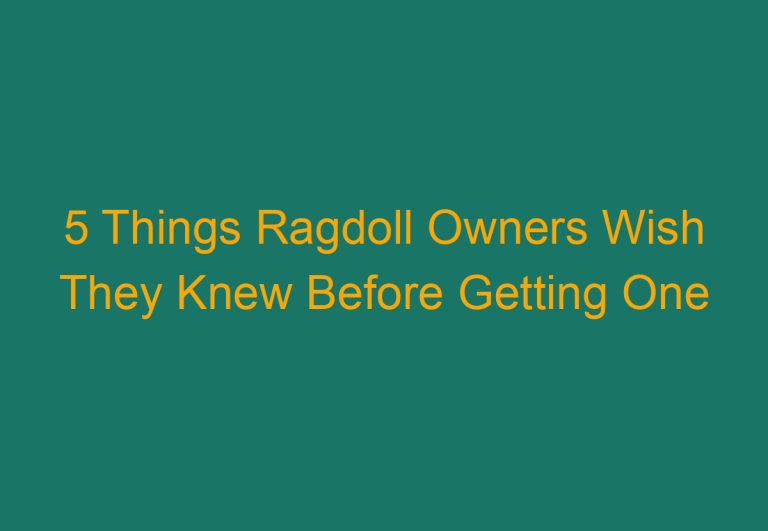 5 Things Ragdoll Owners Wish They Knew Before Getting One