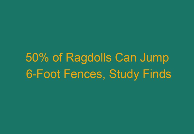 50% of Ragdolls Can Jump 6-Foot Fences, Study Finds