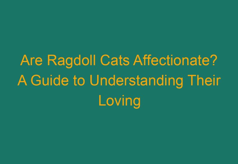 Are Ragdoll Cats Affectionate? A Guide to Understanding Their Loving Nature