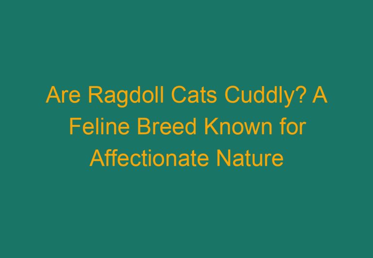 Are Ragdoll Cats Cuddly? A Feline Breed Known for Affectionate Nature