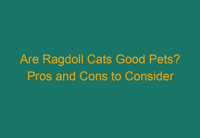 Are Ragdoll Cats Good Pets? Pros and Cons to Consider