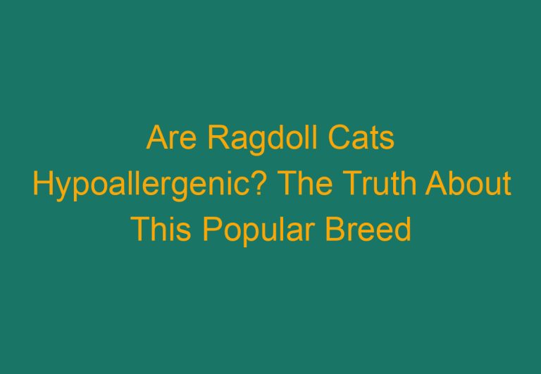 Are Ragdoll Cats Hypoallergenic? The Truth About This Popular Breed