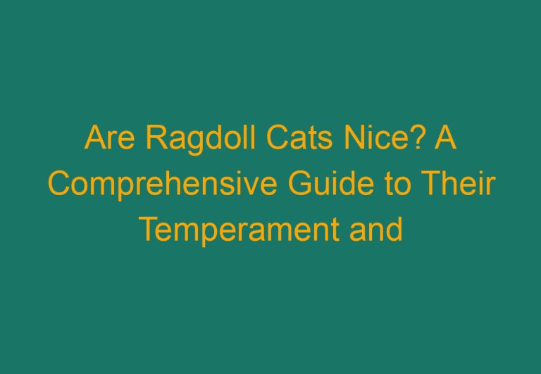 Are Ragdoll Cats Nice? A Comprehensive Guide to Their Temperament and Personality