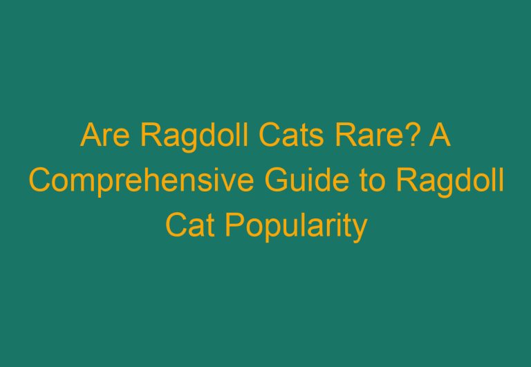 Are Ragdoll Cats Rare? A Comprehensive Guide to Ragdoll Cat Popularity