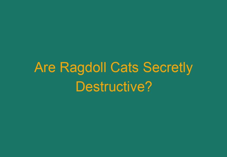 Are Ragdoll Cats Secretly Destructive?