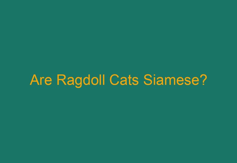 Are Ragdoll Cats Siamese?