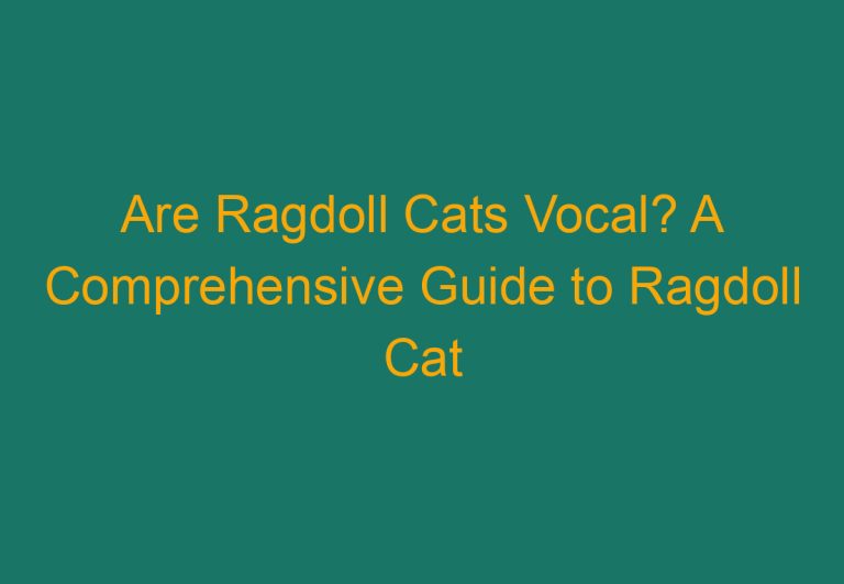 Are Ragdoll Cats Vocal? A Comprehensive Guide to Ragdoll Cat Vocalizations