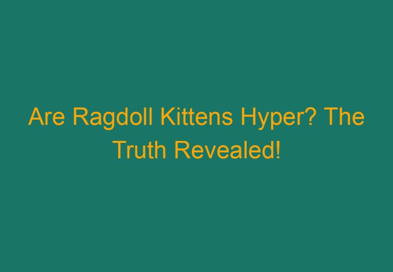 Are Ragdoll Kittens Hyper? The Truth Revealed!