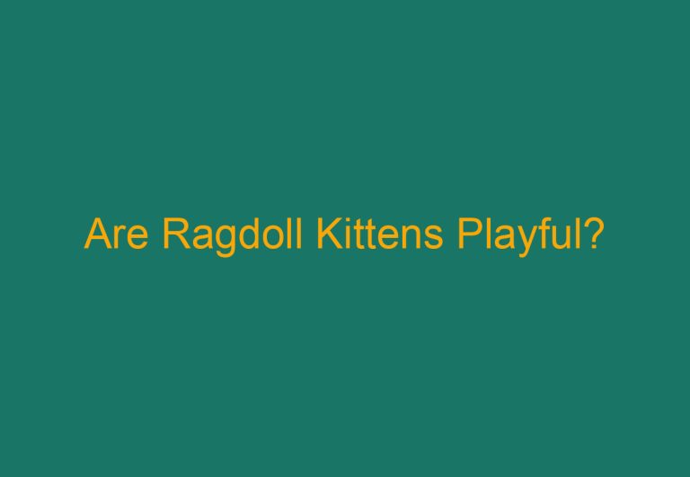 Are Ragdoll Kittens Playful?