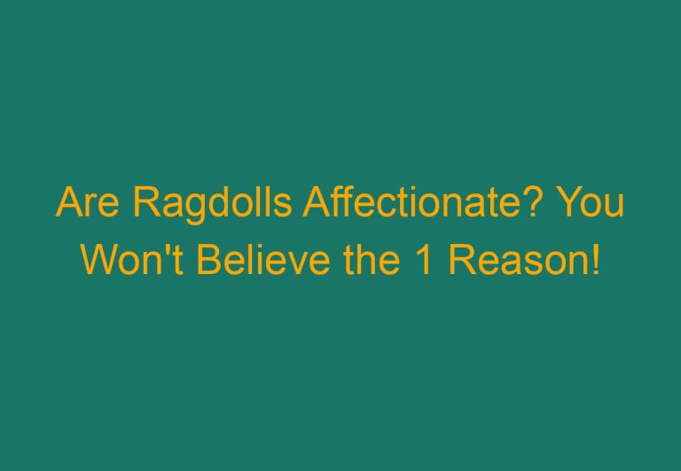 Are Ragdolls Affectionate? You Won’t Believe the 1 Reason!