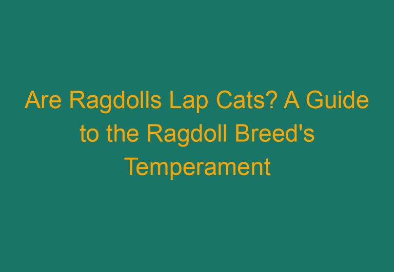 Are Ragdolls Lap Cats? A Guide to the Ragdoll Breed’s Temperament