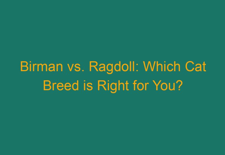 Birman vs. Ragdoll: Which Cat Breed is Right for You?