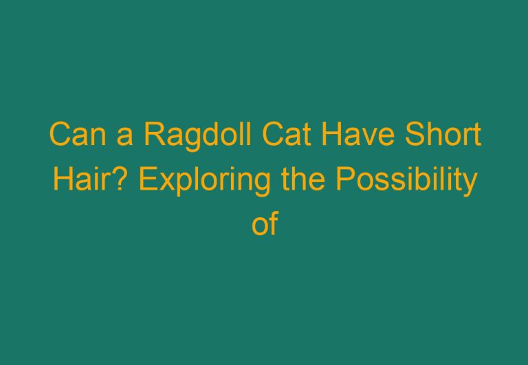 Can a Ragdoll Cat Have Short Hair? Exploring the Possibility of Short-Haired Ragdoll Cats