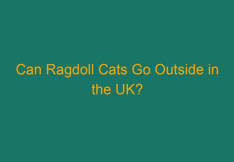 Can Ragdoll Cats Go Outside in the UK?