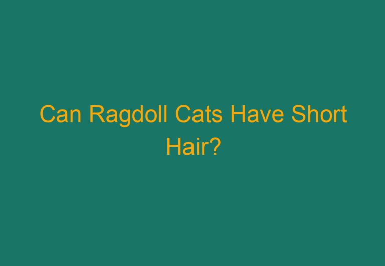 Can Ragdoll Cats Have Short Hair?