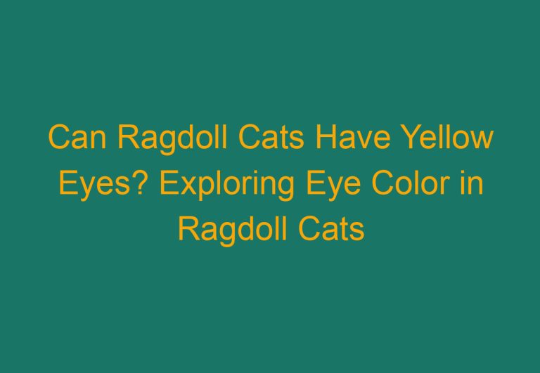 Can Ragdoll Cats Have Yellow Eyes? Exploring Eye Color in Ragdoll Cats