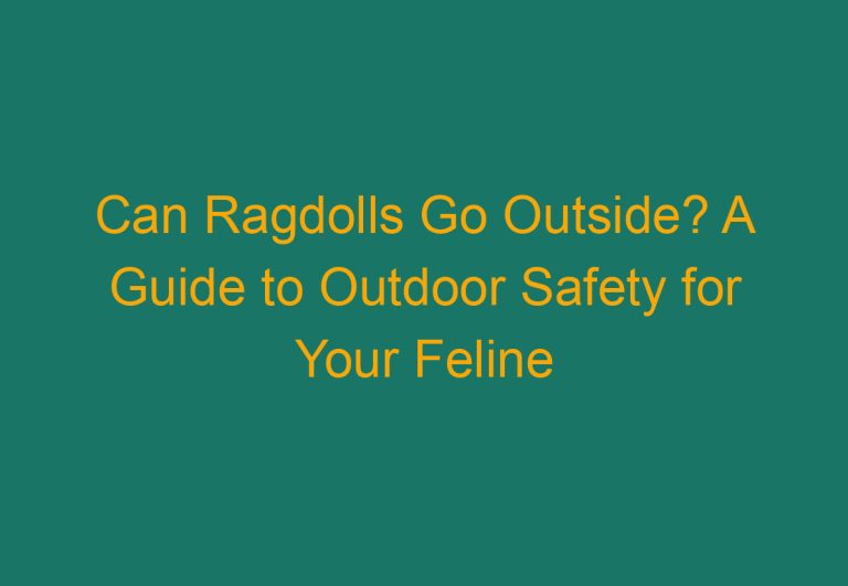 Can Ragdolls Go Outside? A Guide to Outdoor Safety for Your Feline Friend