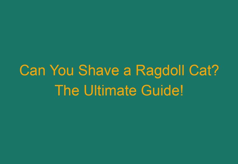 Can You Shave a Ragdoll Cat? The Ultimate Guide!