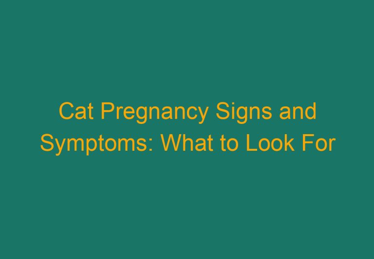 Cat Pregnancy Signs and Symptoms: What to Look For