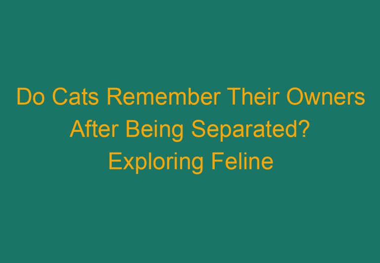 Do Cats Remember Their Owners After Being Separated? Exploring Feline Memory and Attachment
