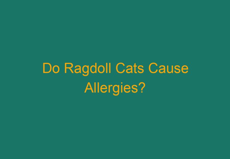 Do Ragdoll Cats Cause Allergies?