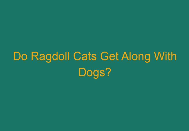 Do Ragdoll Cats Get Along With Dogs?