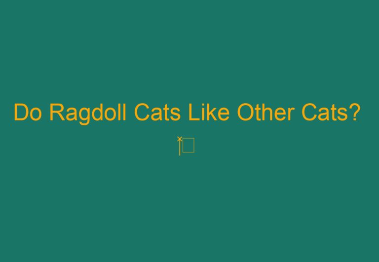 Do Ragdoll Cats Like Other Cats?  ‍⬛