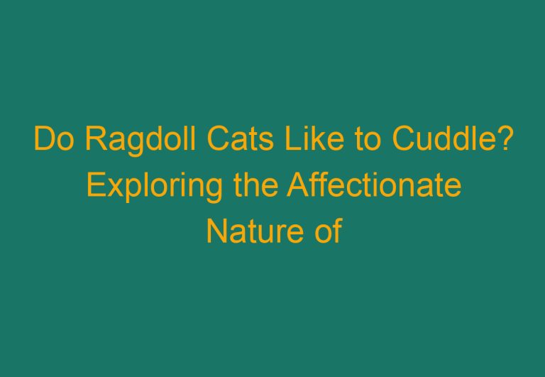 Do Ragdoll Cats Like to Cuddle? Exploring the Affectionate Nature of Ragdoll Cats