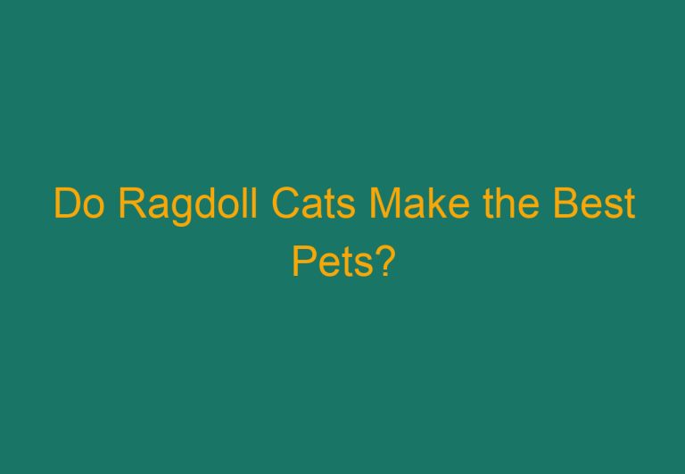 Do Ragdoll Cats Make the Best Pets?