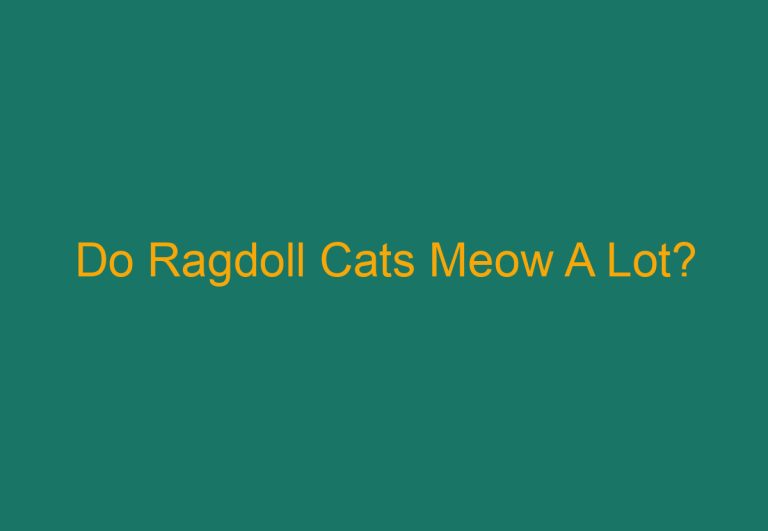 Do Ragdoll Cats Meow A Lot?