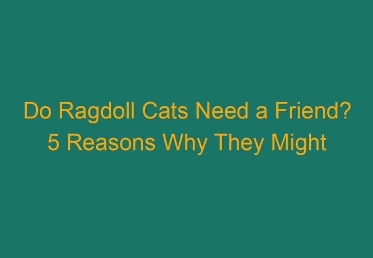 Do Ragdoll Cats Need a Friend? 5 Reasons Why They Might