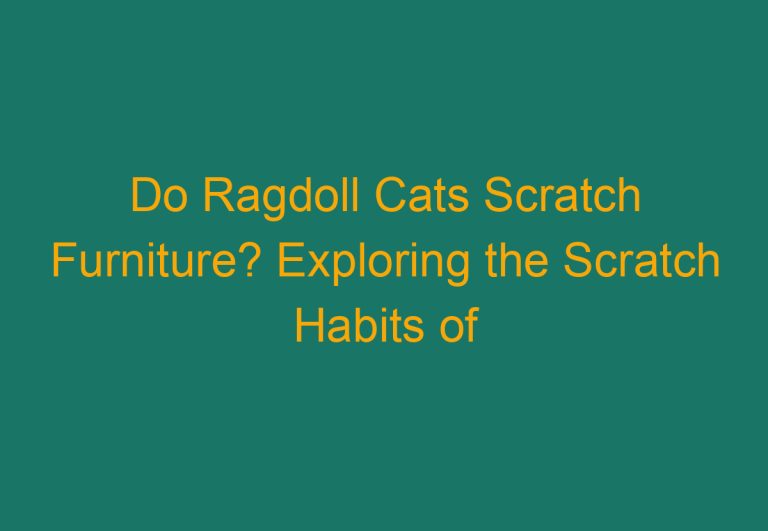 Do Ragdoll Cats Scratch Furniture? Exploring the Scratch Habits of Ragdoll Cats