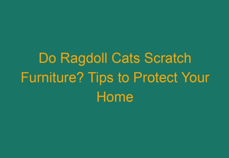 Do Ragdoll Cats Scratch Furniture? Tips to Protect Your Home
