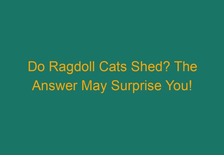 Do Ragdoll Cats Shed? The Answer May Surprise You!