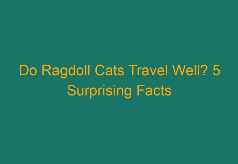 Do Ragdoll Cats Travel Well? 5 Surprising Facts