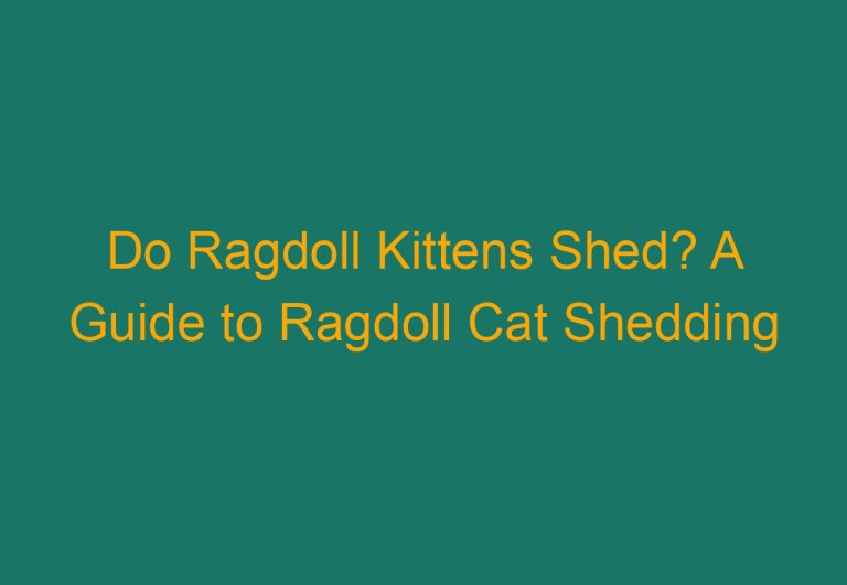 Do Ragdoll Kittens Shed? A Guide to Ragdoll Cat Shedding