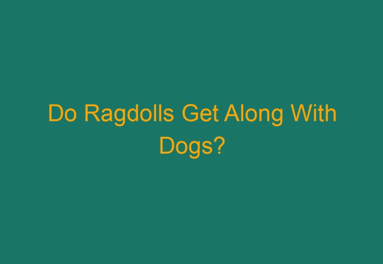 Do Ragdolls Get Along With Dogs?