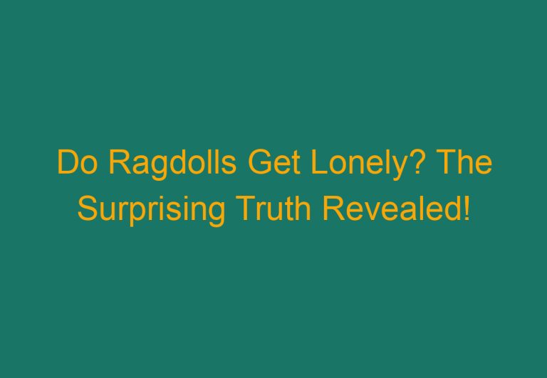 Do Ragdolls Get Lonely? The Surprising Truth Revealed!