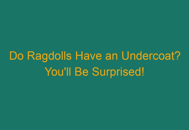 Do Ragdolls Have an Undercoat? You’ll Be Surprised!