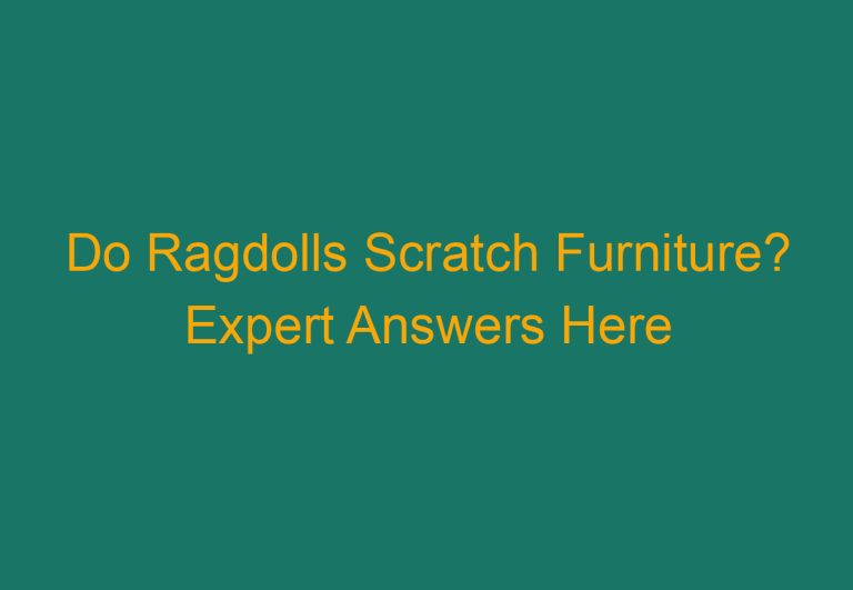 Do Ragdolls Scratch Furniture? Expert Answers Here