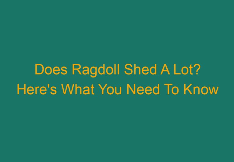 Does Ragdoll Shed A Lot? Here’s What You Need To Know