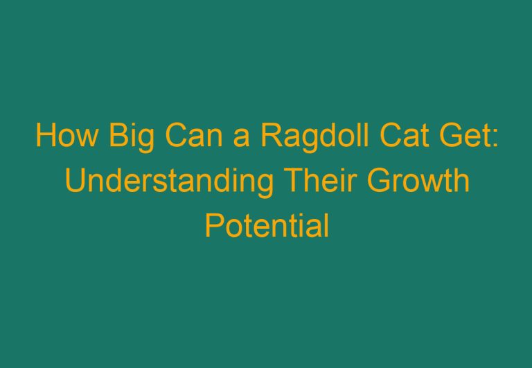 How Big Can a Ragdoll Cat Get: Understanding Their Growth Potential
