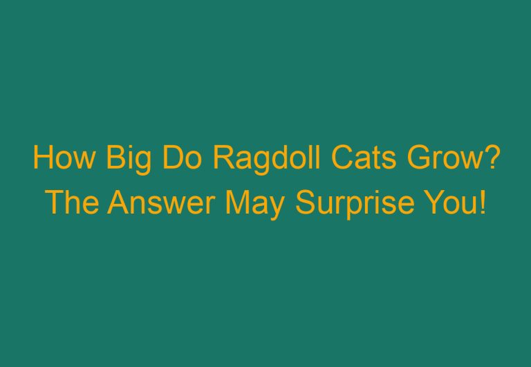 How Big Do Ragdoll Cats Grow? The Answer May Surprise You!