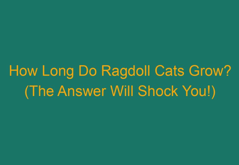 How Long Do Ragdoll Cats Grow? (The Answer Will Shock You!)