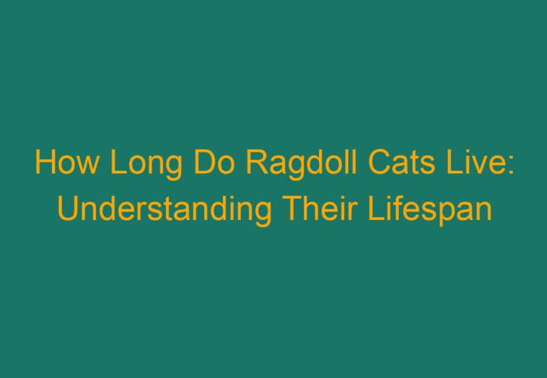 How Long Do Ragdoll Cats Live: Understanding Their Lifespan
